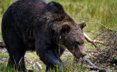 Hunt Deer and Bear During PA's Muzzleloader Season!